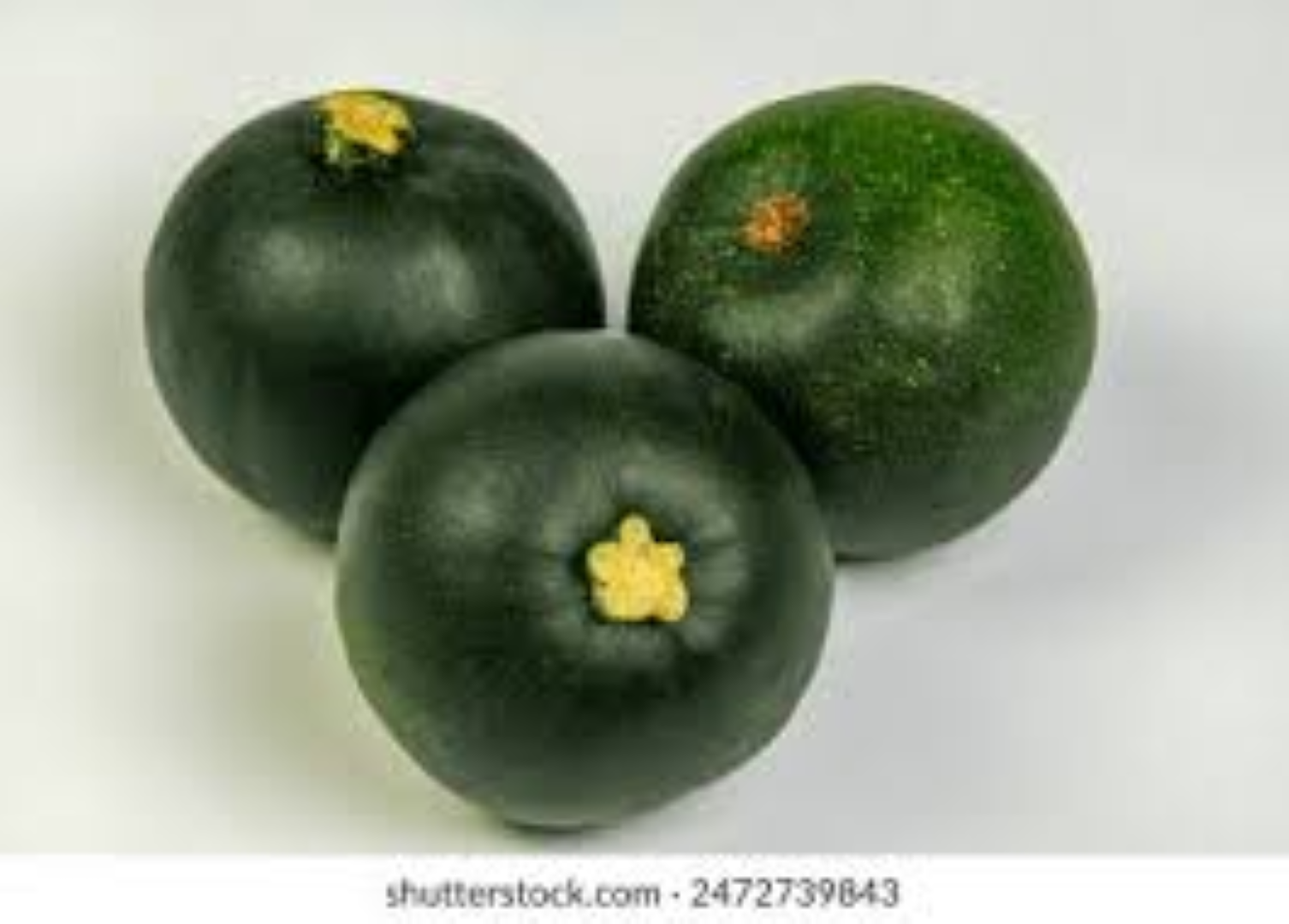 FRESH GERM SQUASH
